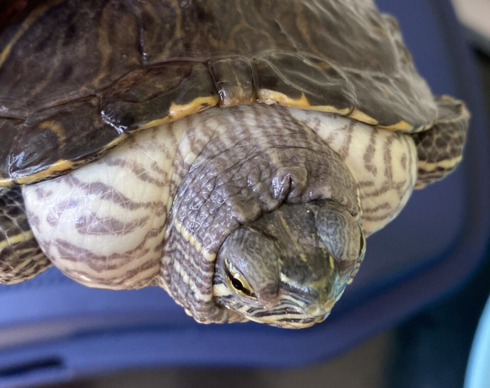 乌龟水肿了怎么办？判断与处理方法讲解