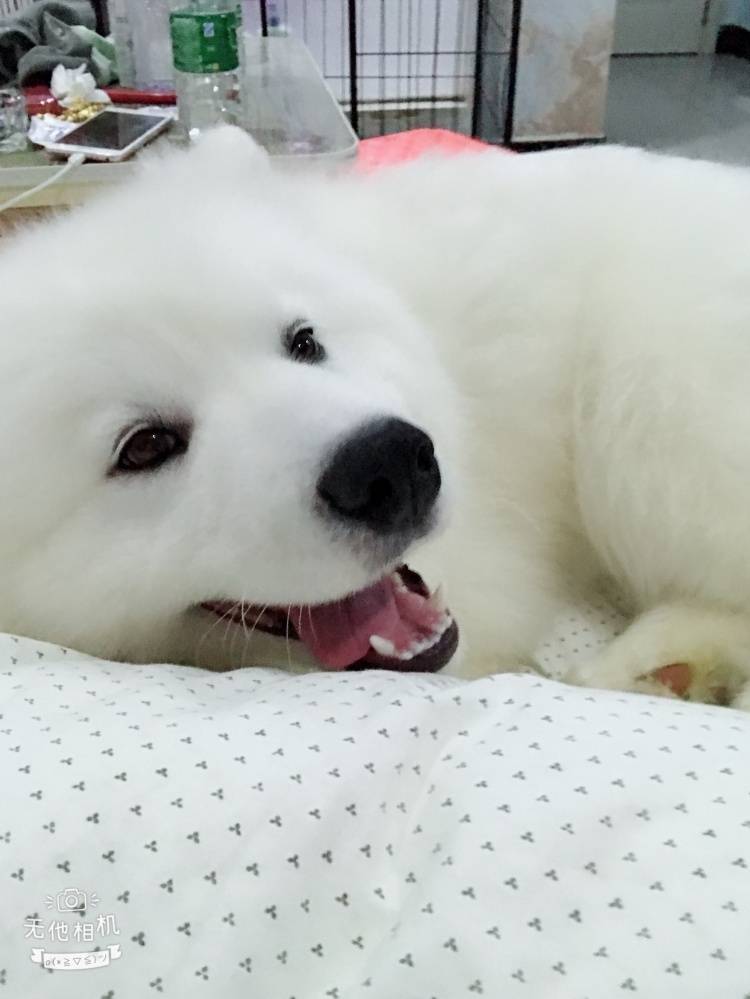 五十斤重的大胖纸一枚