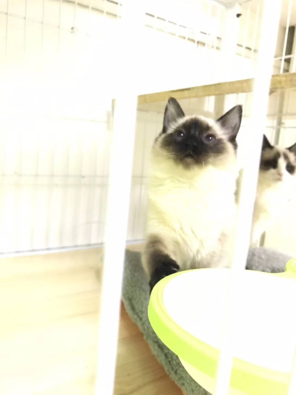 温柔可爱的布偶猫,你可喜欢吗