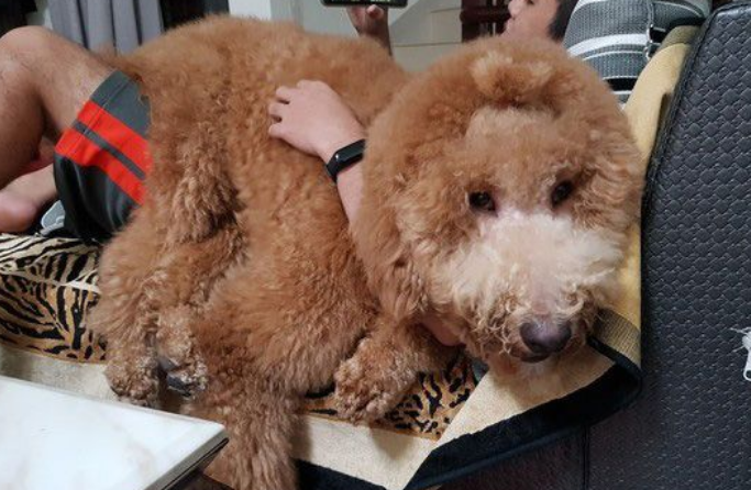 贵宾洗澡变身玉米面头 招牌呆萌表情笑喷