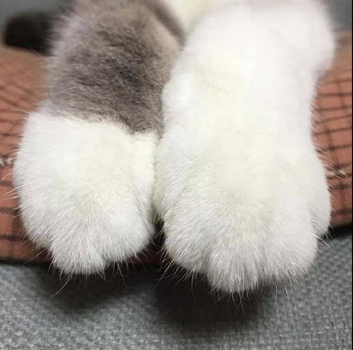 毛茸茸暖暖的猫爪爪，想握的举手！