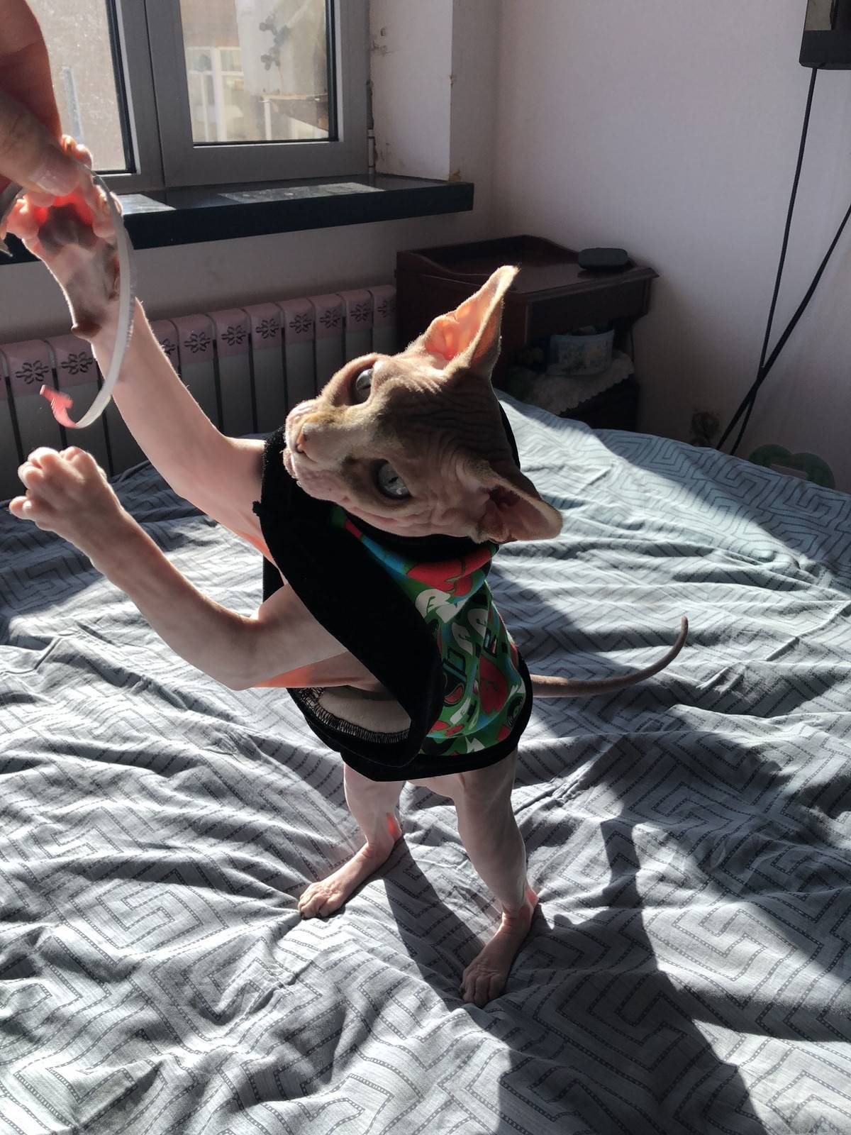 无毛猫,逗你玩儿……