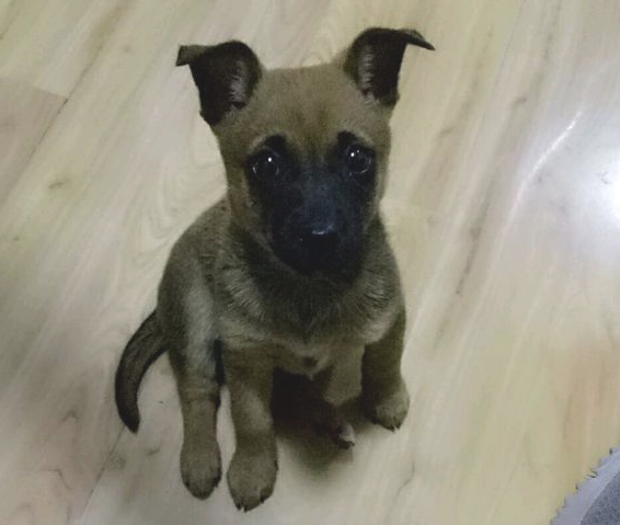 偷看美女洗澡的狗狗,去浴室冼澡也可以碰到这类色狗,狗妈妈知道吗