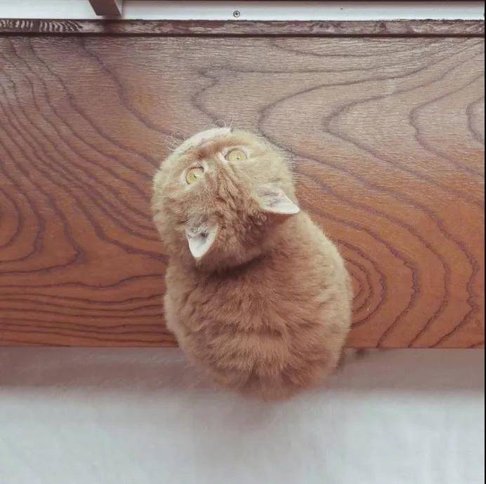 这么萌的小猫图片你见过吗?小猫PP对着你就像香酥软糯,入口即化。