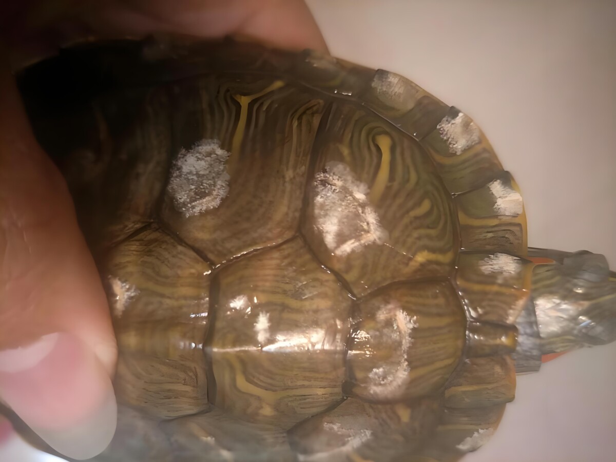 乌龟腐甲了怎么办？这么做自己在家就能处理