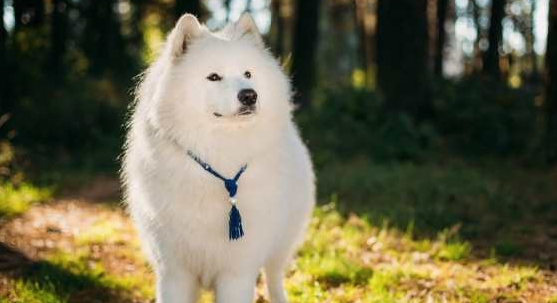 萨摩耶洗澡,主人:金箍戴上之后你再也不是个“凡人”