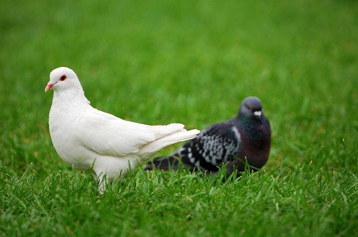 鸽子嗉囊炎最有效方法