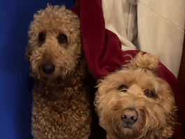 为了不洗澡，俩狗子就偷偷躲了起来