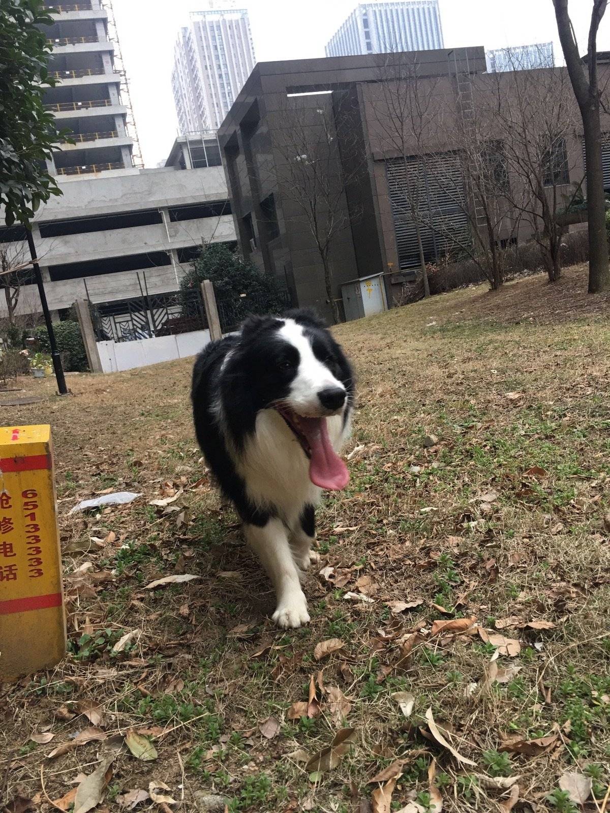 甩膘行动开启模式中…… 最近刚知晓,四十五斤的边牧,的确太胖了,宠娃的后麻,总觉得我们是边牧体型比较大的,看起来一点都不胖嘛!所以边友们旁敲侧击说米拉胖,麻麻都置若罔闻。 这几天亲爸亲麻来看米拉,才知道米拉同胞的兄弟姐妹,都不到四十斤,好在三岁正值壮年的米拉热爱运动,累成这个狗样,还是兴趣不减,运动很开心运动很快乐