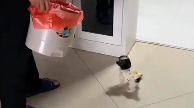 女子带回家一只小狗,第三天才被家人发现