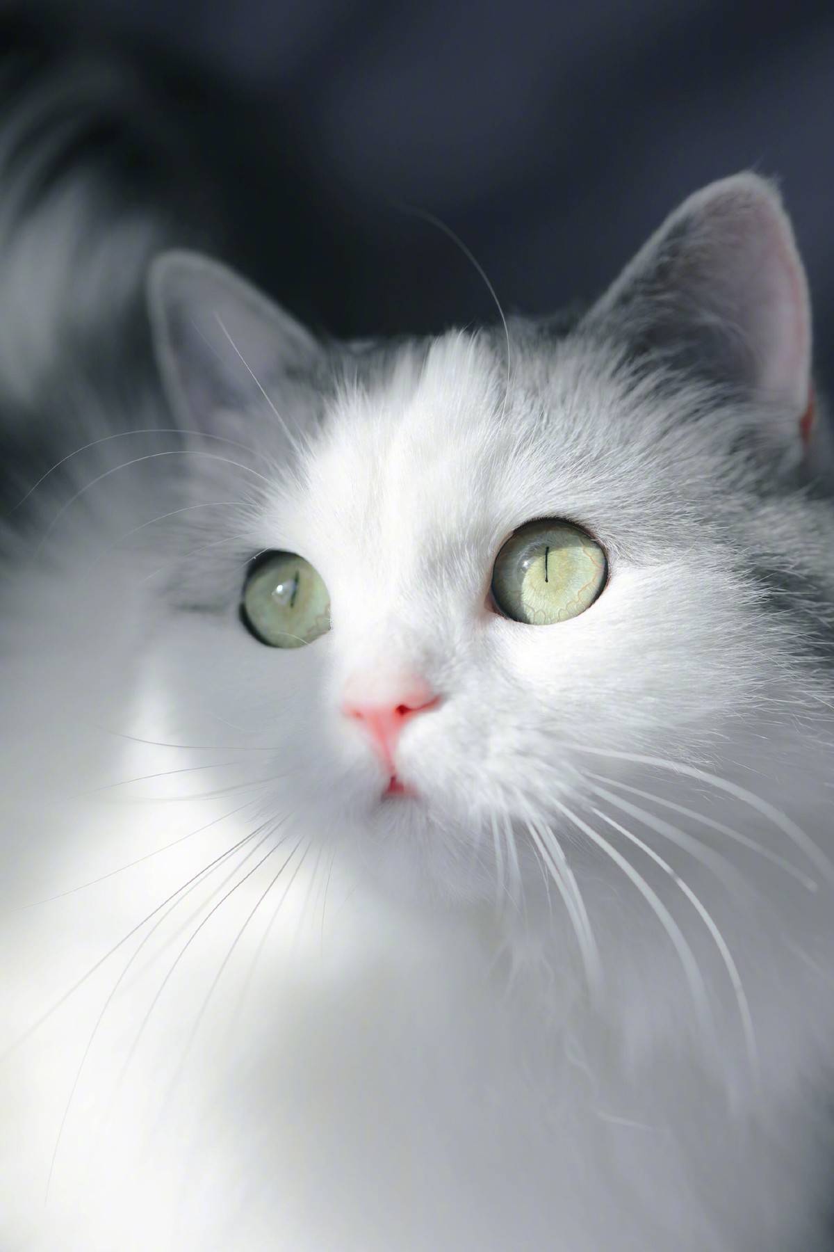 突然发现我们家猫跟微博网红馒头长的像呢,我们美牙黑眼线怎么没画上呢,太素颜啦