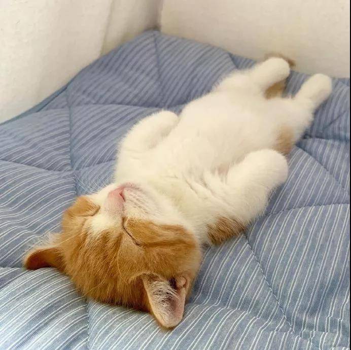 这只叫茶太的猫真是乖巧又可爱。看它睡觉的样子我能看一整天