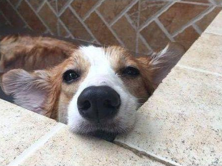 狗狗很聪明就是不肯洗澡,主人无可奈何施展苦肉计,实际效果还挺不错