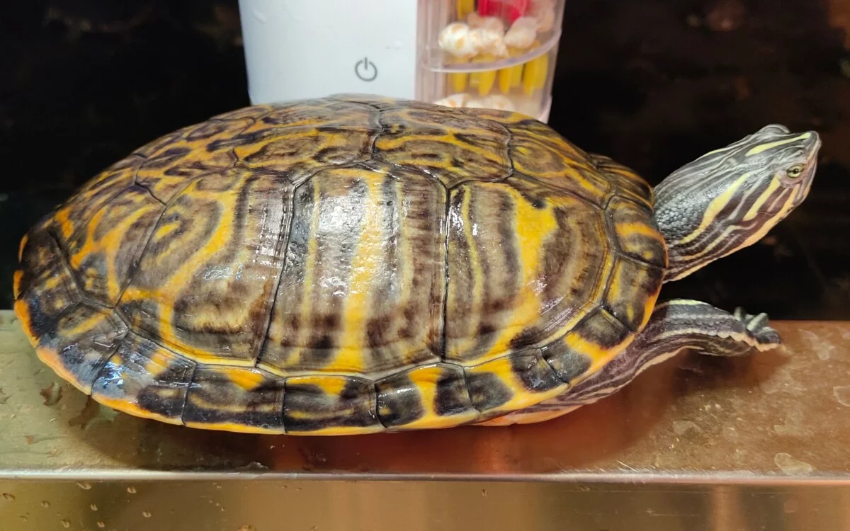 龟龟肠胃炎，成因怎么预防以及治疗方法！