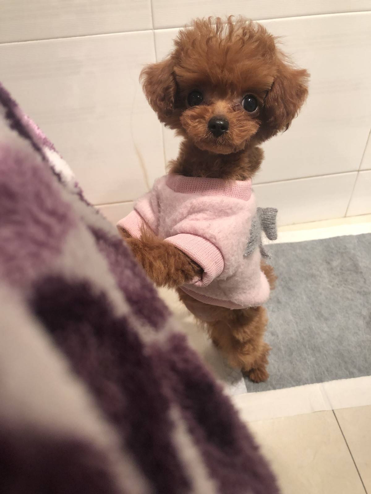 我的手机锁屏～ 萌出鼻血的泰迪……