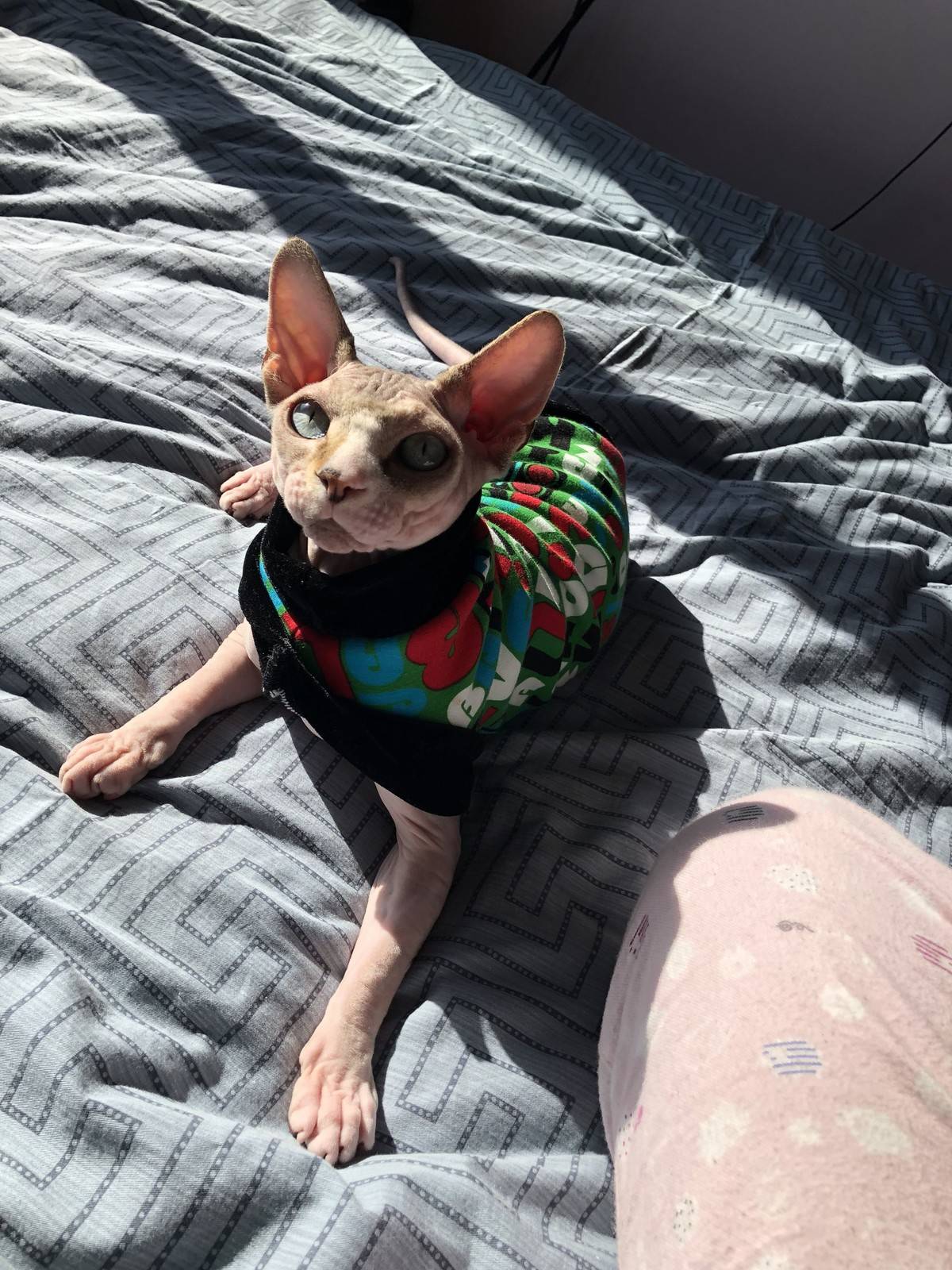 无毛猫,逗你玩儿……