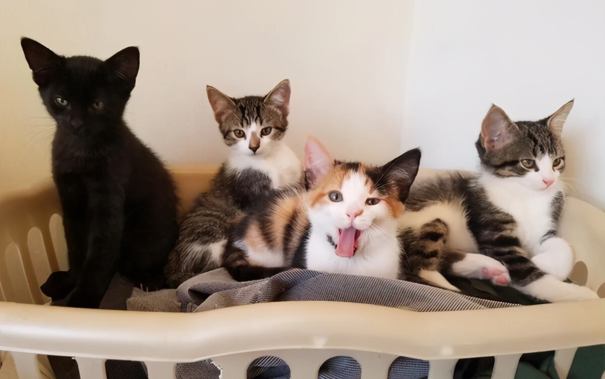 猫咪疫苗怎么打?猫三联?狂犬?常见疫苗问题解析