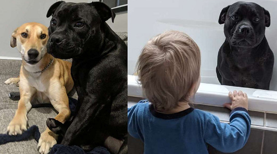 比特犬每天晚上固定不动消退!邻居却传来小狗浴照,主人家愣住:它超恨洗澡