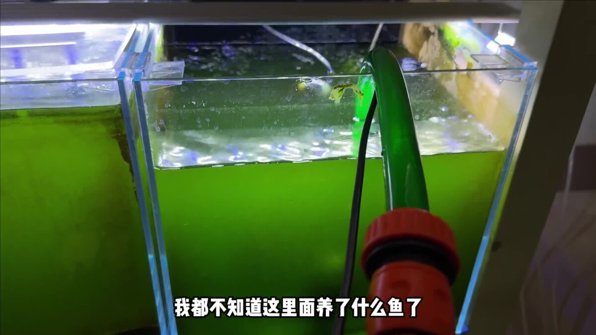 观赏鱼的绝症胡椒病：我的牙鱼“大牙”能否幸存？