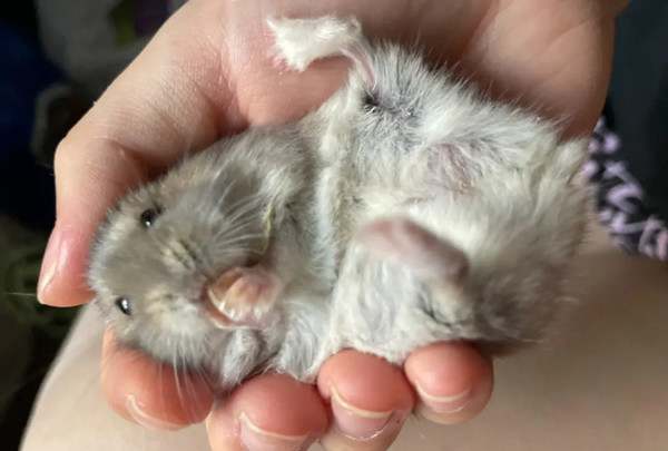 仓鼠咬人是为什么