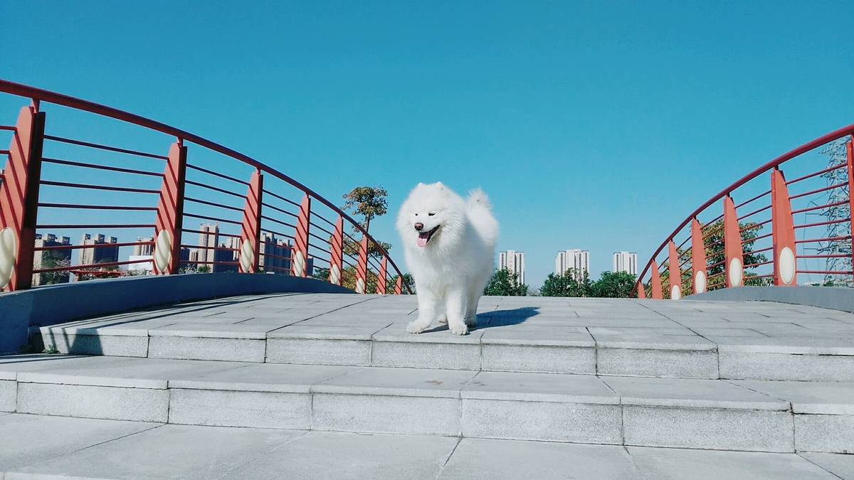 (萨摩耶)主要是赞美蓝天至于狗你们喜欢就好