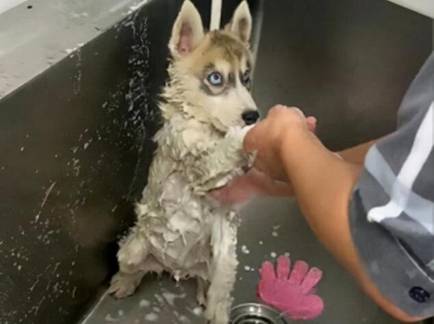 二哈去宠物店洗澡时,却一直盯着工作人员:你这是啥眼神啊?