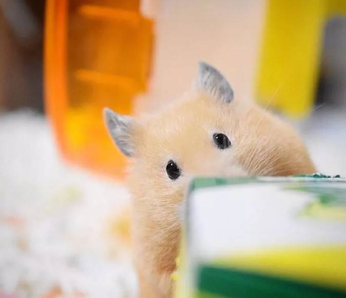 金丝熊是仓鼠表情大全