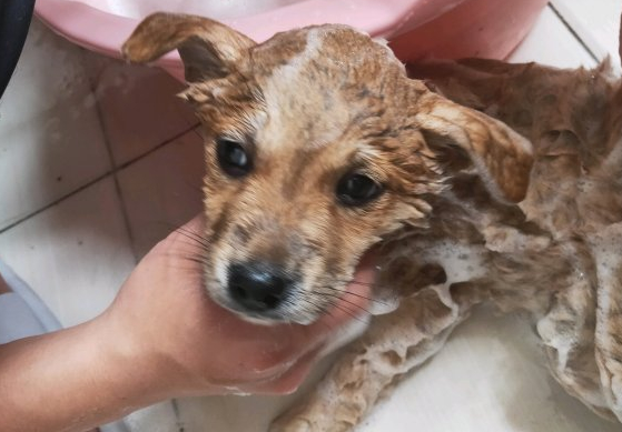 柴犬趴在地上入睡,忽然被抱去洗澡,洗好在主人怀中又睡了