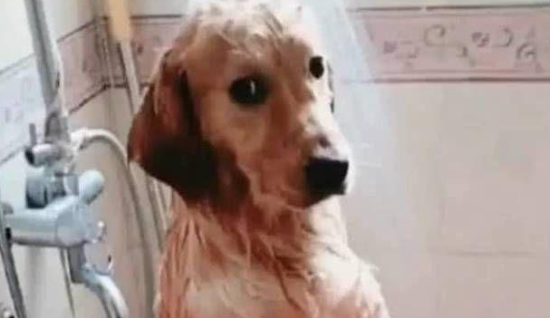 女主人给大金毛洗澡,半途接了个电話,回家后见到金毛神情笑喷