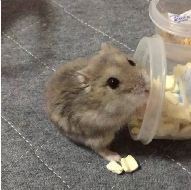 活捉一只偷零食的仓鼠