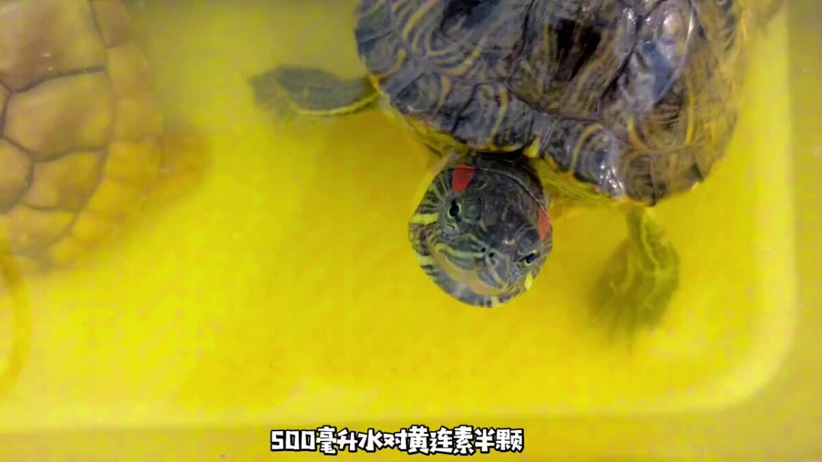 乌龟重度肠炎怎么治疗？看看这位博主的成功经验