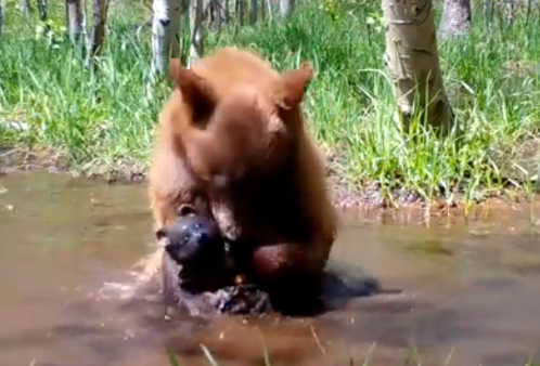 摄像机在野外拍到一头熊,它竟然正在……给自己的玩具熊洗澡!