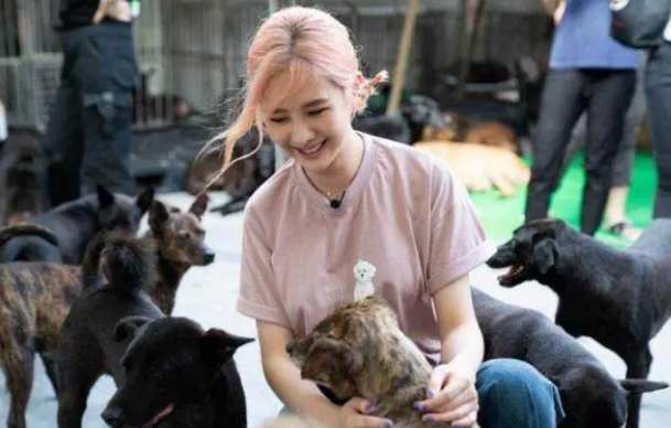 安心亚、夏和熙为流浪狗洗澡,场面温馨