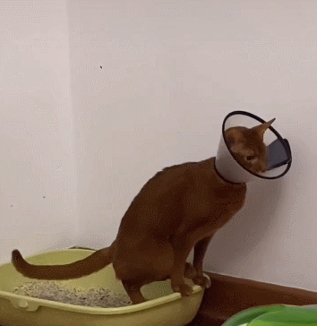 养猫必看！14 条关于猫的性知识，了解越多，猫咪越健康