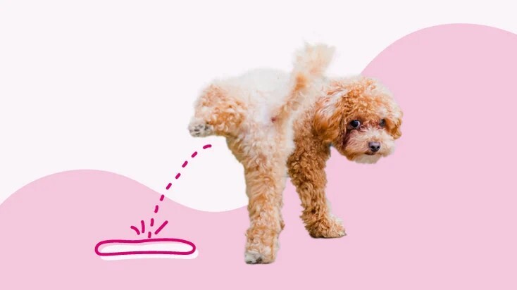 为什么我的狗狗会尿血？8 种可能的原因