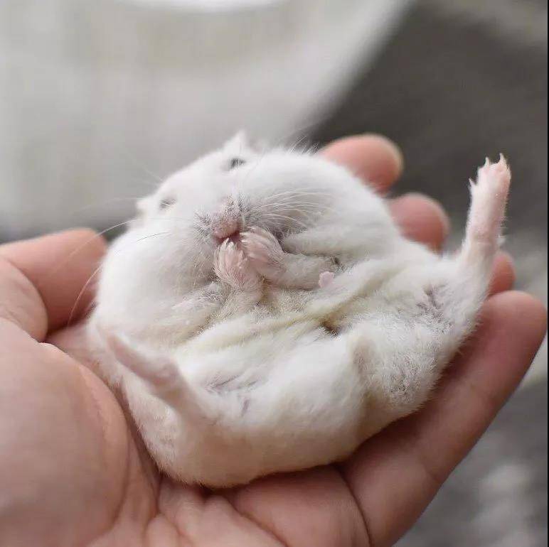 来自岛国小仓鼠的治愈笑容