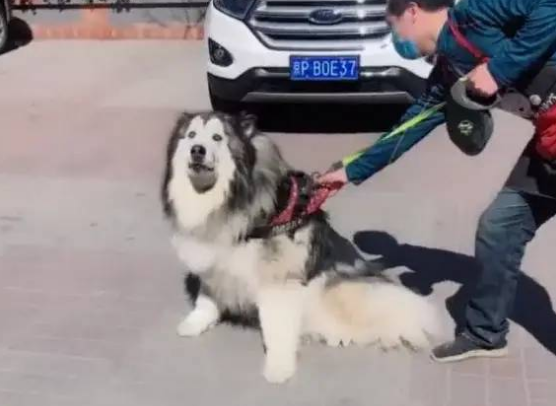 100斤的阿拉斯加狗狗不想洗澡,趴在宠物店门口,拽都拽不动