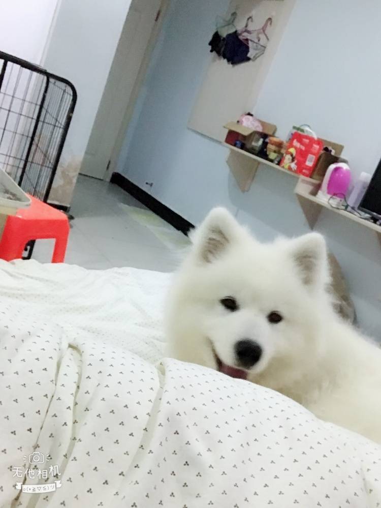 五十斤重的大胖纸一枚