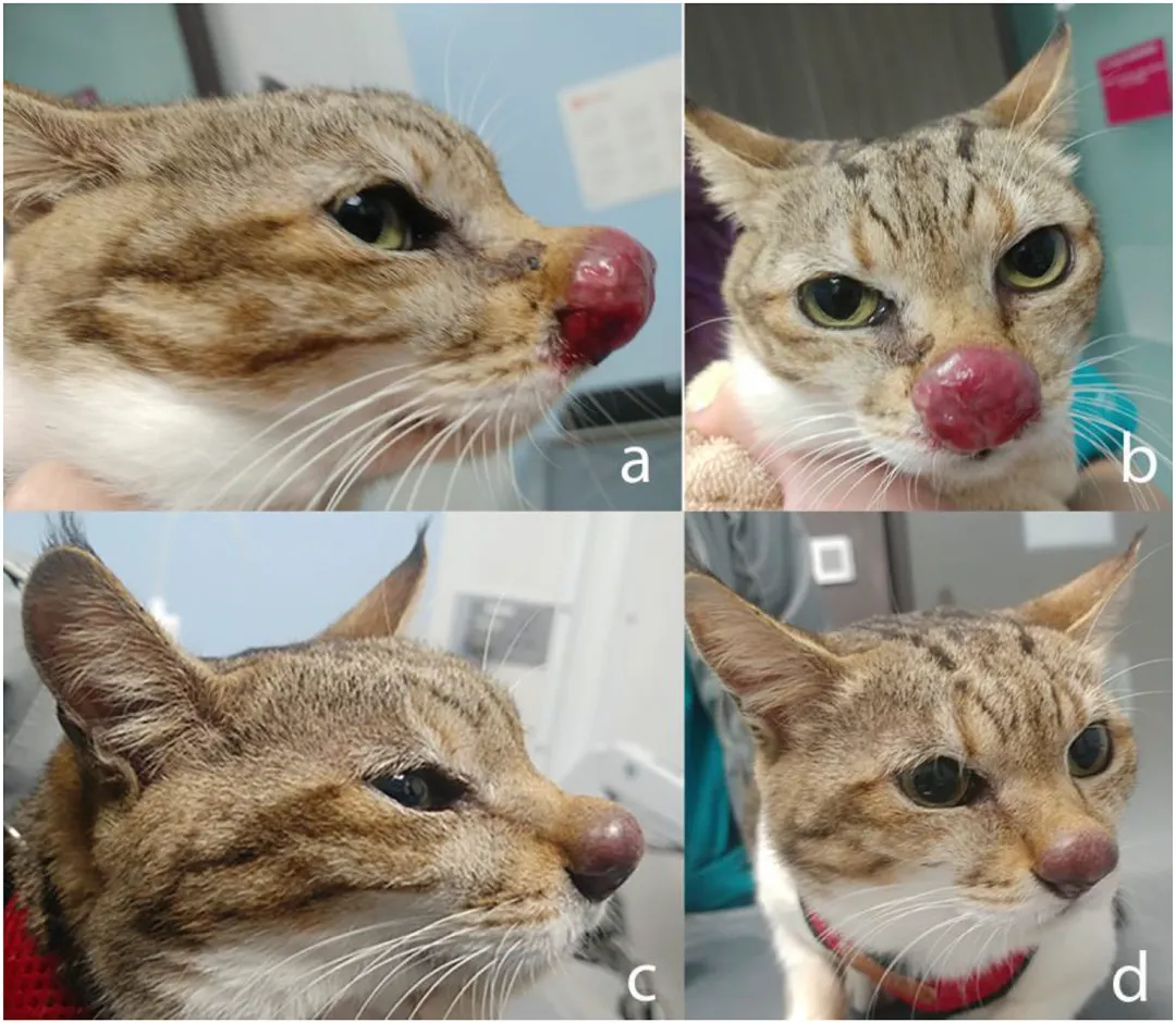 警惕！猫咪隐球菌感染，全面解读与防治建议