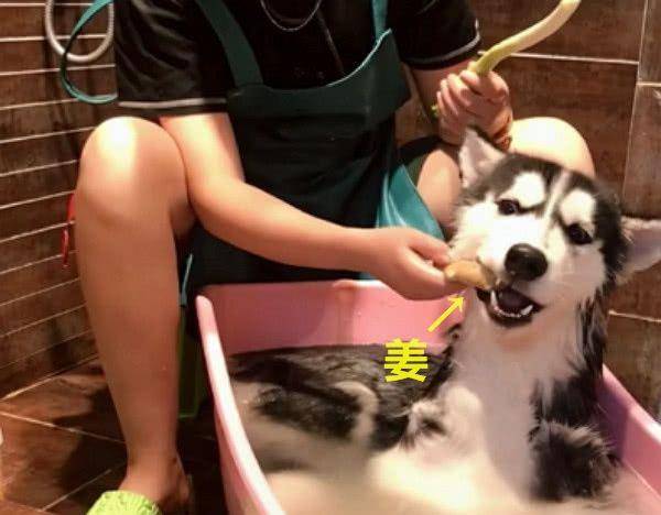 回家看到老公在给二哈洗澡,走近一看笑岔气:这样洗了才入味!