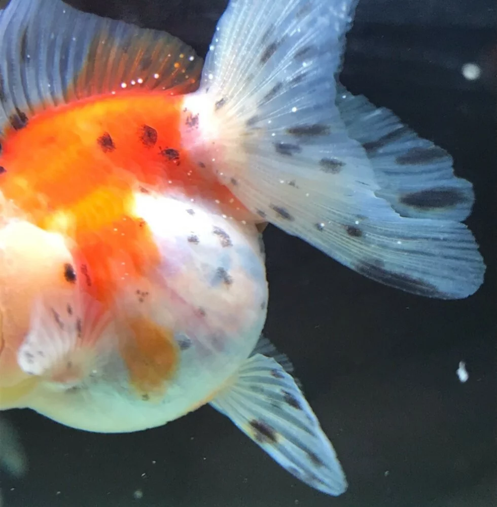 鱼患上白点病先别慌，升温加热早治疗！