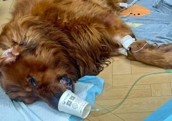 女子称自养宠物狗被宠物店遗忘在烘干箱后死亡,店方:已协商一致