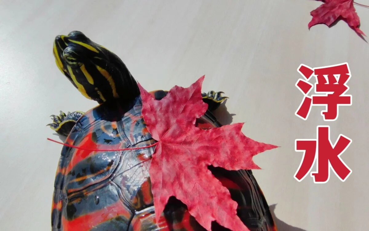 乌龟在水上飘着，是生病了吗？