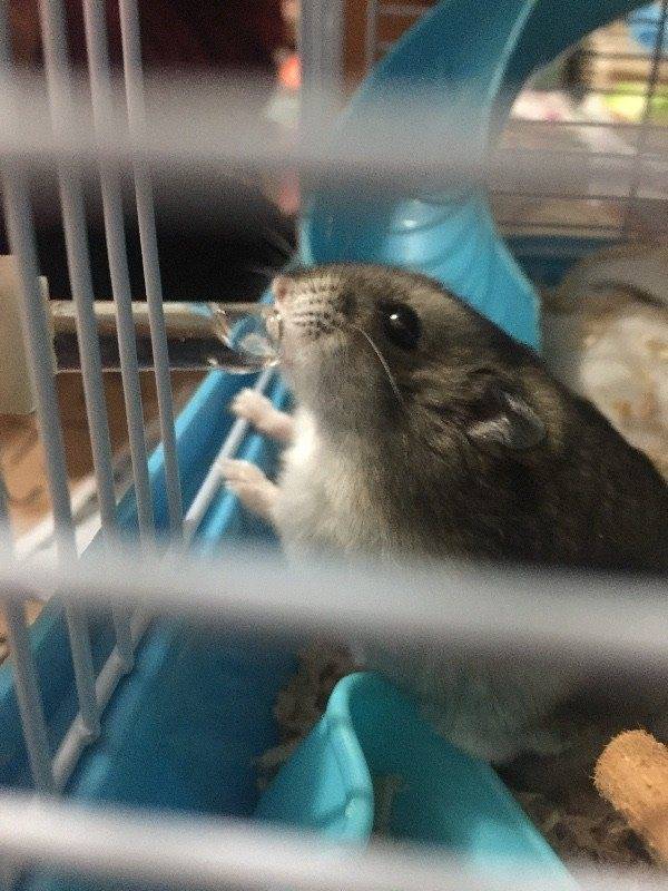 一直靠卖萌取胜的仓鼠,