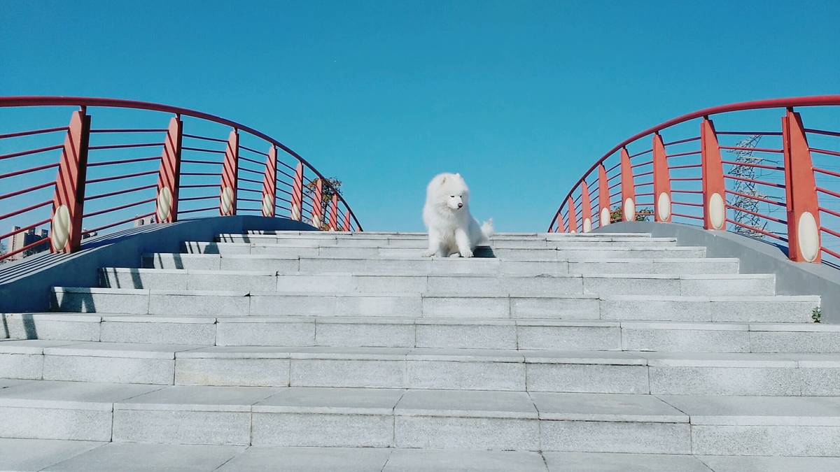 (萨摩耶)主要是赞美蓝天至于狗你们喜欢就好