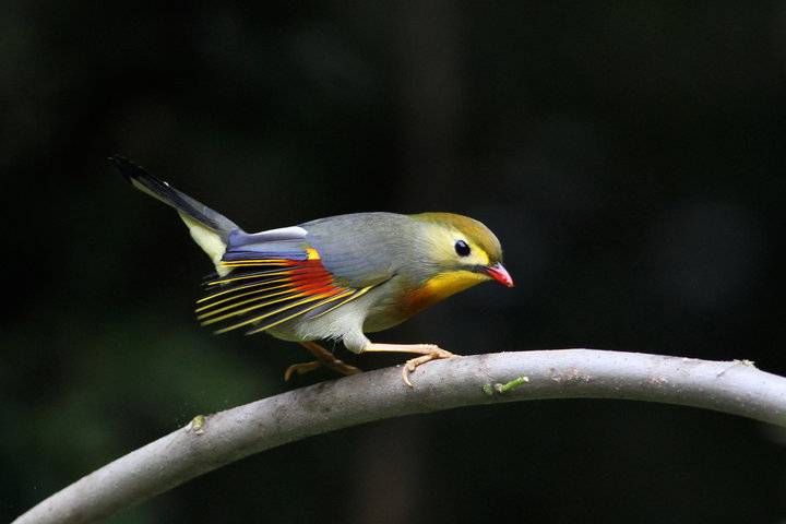 相思鸟、动作活泼