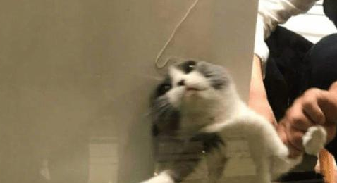 送猫咪去洗澡,进去5分钟听到一声惨叫,主人隔着玻璃笑到扶墙