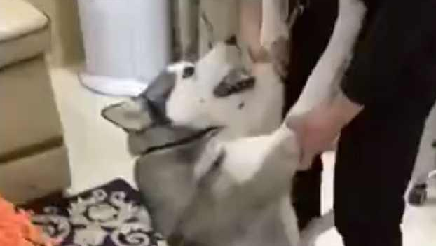 每一次要给家中的哈士奇洗澡时,二哈便会变为这副模样,主人家笑喷