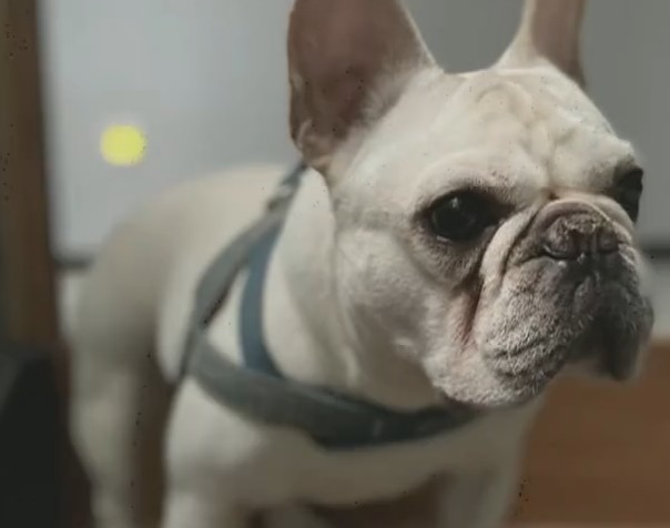 长沙一宠物医院给法斗犬洗澡,高温烘干致死,负责人:赔一两千了事