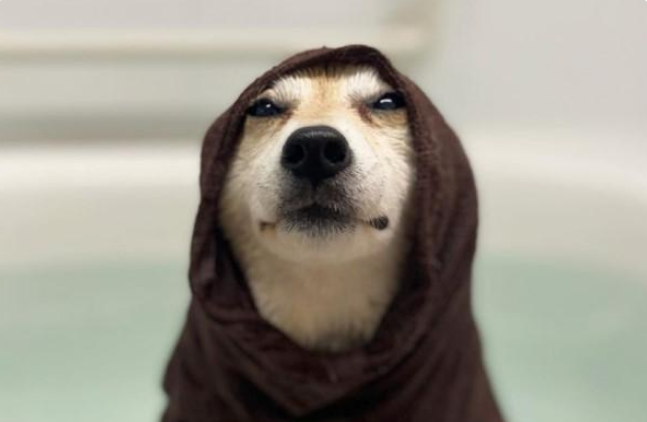 柴犬不愿洗澡,在浴缸苦苦支撑,网友:“腰力真好”